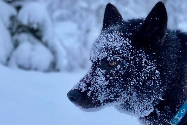 Arctic Wolf Extreme: Private Wolfdog Hike through Lapland's Wild Woods
