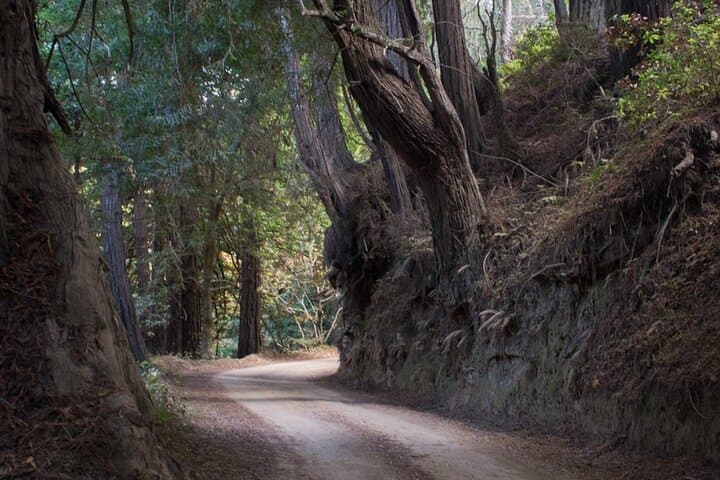 Big Sur Old Coast Road E‑Bike Tour from Andrew Molera photo 3