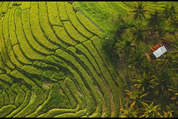 Bohol Waterfalls Tour & Boodle Fight Lunch — Candijay Rice Terraces and Canawa Cold Spring photo 5