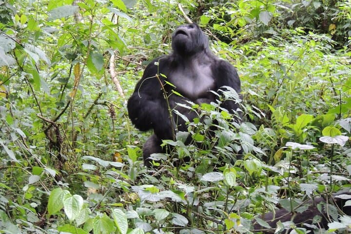 3-Day Private Gorilla Trekking in Bwindi Impenetrable Forest — Ultimate Uganda Safari photo 5