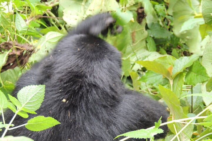 3-Day Private Gorilla Trekking in Bwindi Impenetrable Forest — Ultimate Uganda Safari photo 6