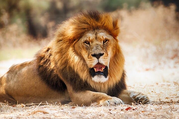 Overnight Amboseli Safari from Nairobi: Kilimanjaro Views & Morning Game Drives photo 6