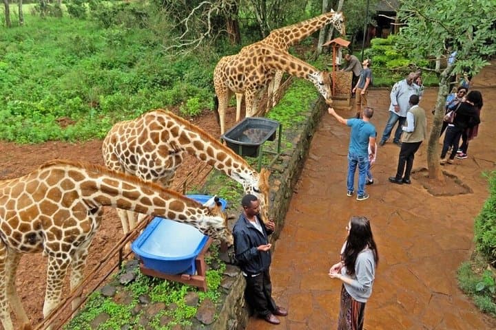 Nairobi Day Tour: Feed Giraffes, Visit Kazuri Beads & Experience Bomas of Kenya photo 2
