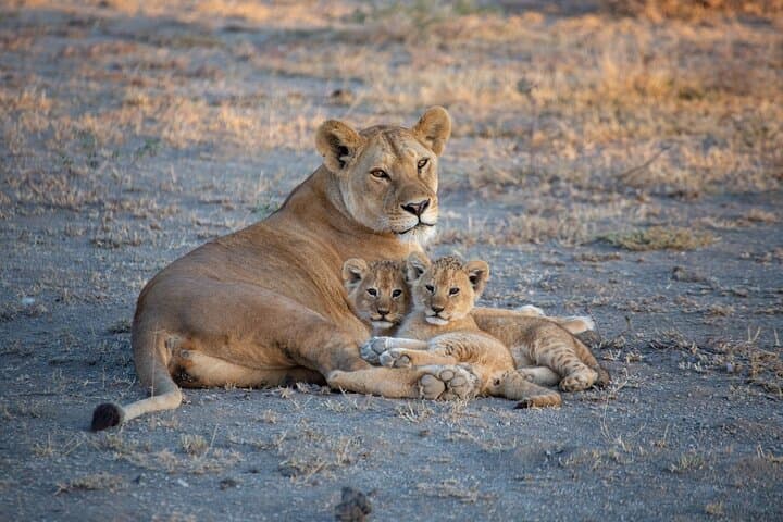 Explore Nairobi National Park: Half-Day Game Drive Near the City