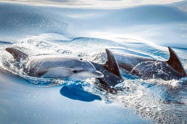 Magic Dolphin Sea Safaris: Funchal Whale & Dolphin Speedboat Tour photo 3