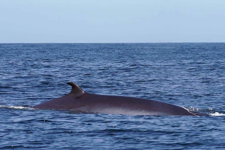 Magic Dolphin Sea Safaris: Funchal Whale & Dolphin Speedboat Tour photo 4
