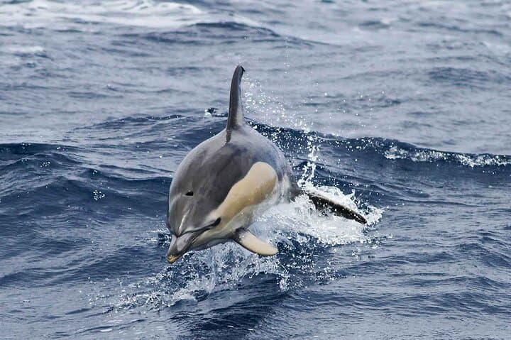 Magic Dolphin Sea Safaris: Funchal Whale & Dolphin Speedboat Tour photo 5