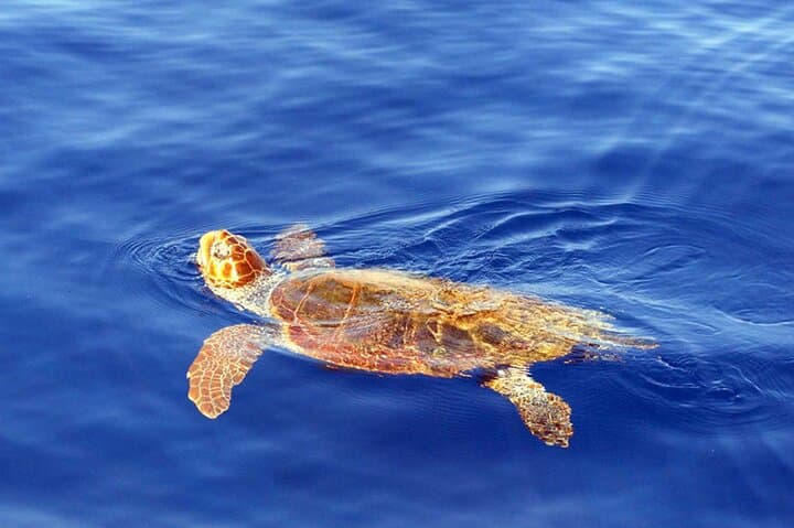 Magic Dolphin Sea Safaris: Funchal Whale & Dolphin Speedboat Tour photo 6