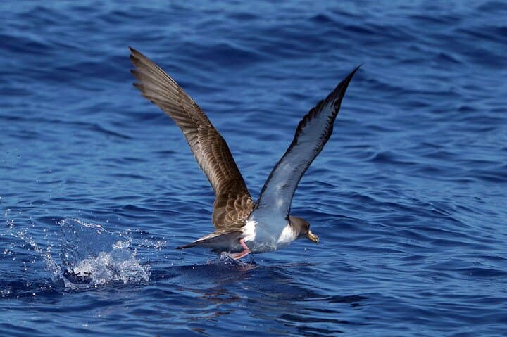 Funchal Sea Safari: High-Speed Dolphin, Whale & Turtle Watching photo 6
