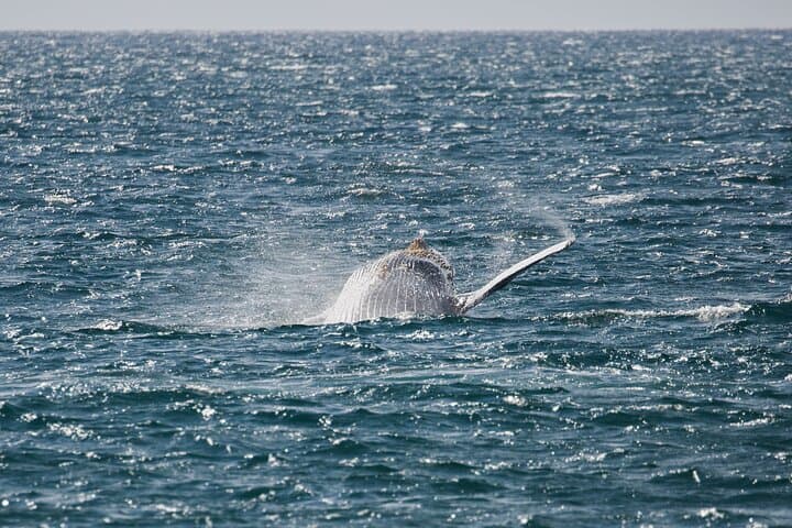 Luxury Catamaran Whale Watch: Maui Humpback Encounter from Ma'alaea Harbor photo 5