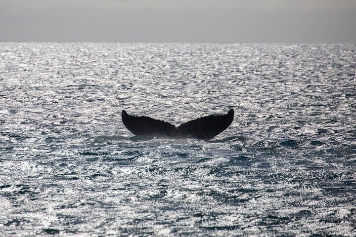 Luxury Catamaran Whale Watch: Maui Humpback Encounter from Ma'alaea Harbor photo 6