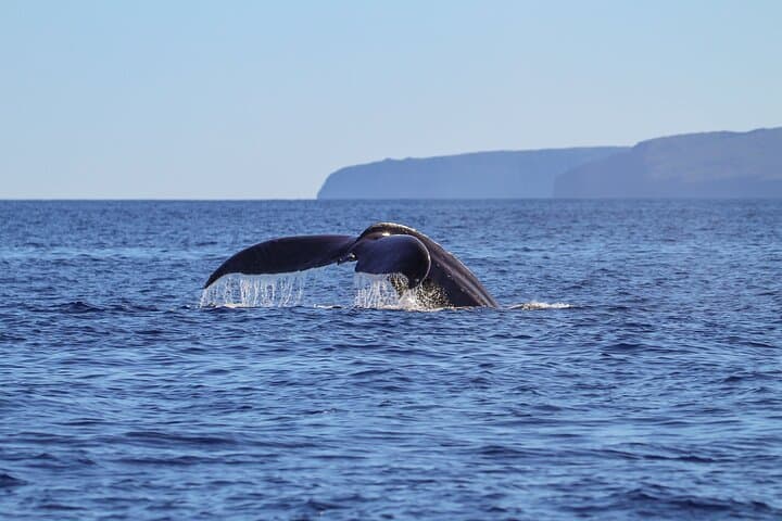 Luxury Catamaran Whale Watch: Maui Humpback Encounter from Ma'alaea Harbor