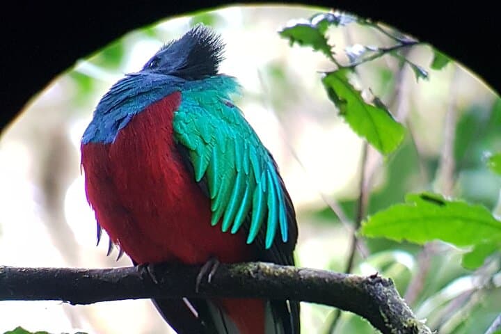 Private Monteverde Cloud Forest Natural History Walk photo 2