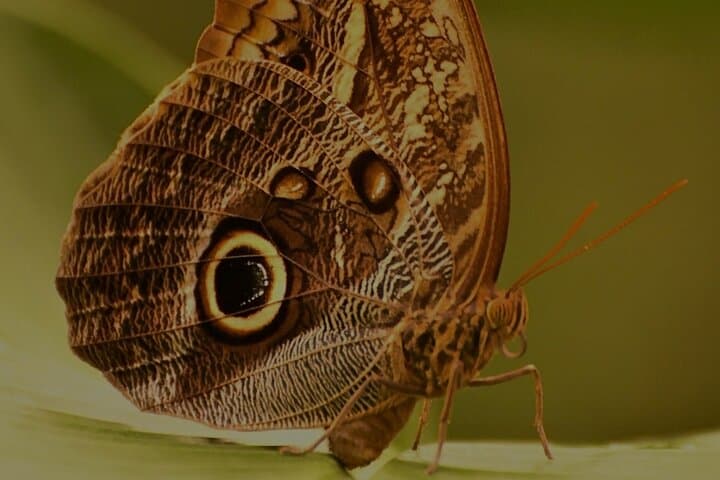 Private Monteverde Cloud Forest Natural History Walk photo 4