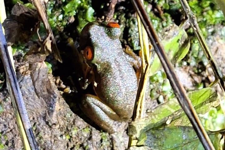 Monteverde Private Night Walk: Guided Nocturnal Wildlife Tour in Costa Rica photo 2