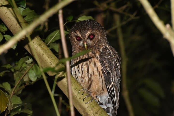 Monteverde Night Walk: Guided Nocturnal Wildlife Tour in the Cloud Forest photo 1