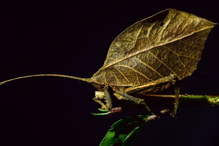Monteverde Night Walk: Guided Nocturnal Wildlife Tour in the Cloud Forest photo 2