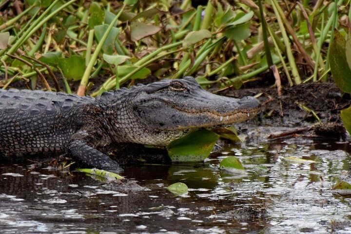 Private Half-Day Airboat Swamp Tour from New Orleans photo 2