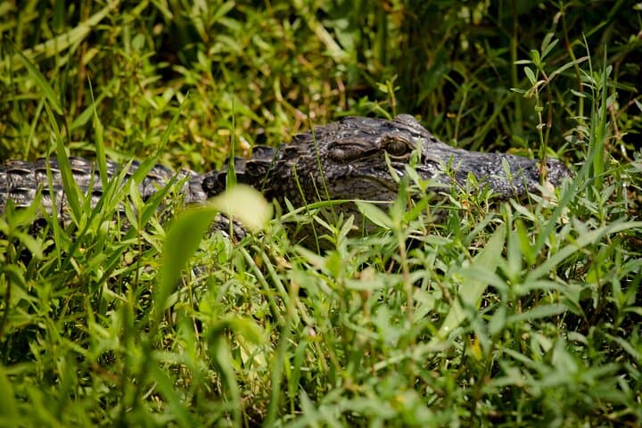Private Half-Day Airboat Swamp Tour from New Orleans photo 5
