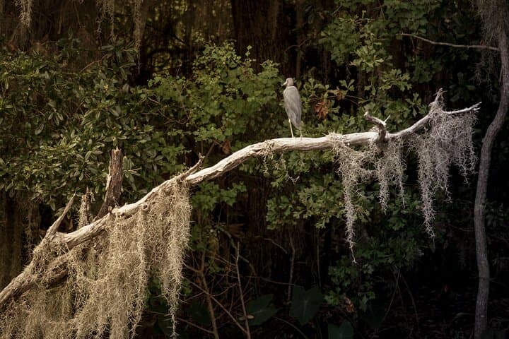 Private Half-Day Airboat Swamp Tour from New Orleans photo 6