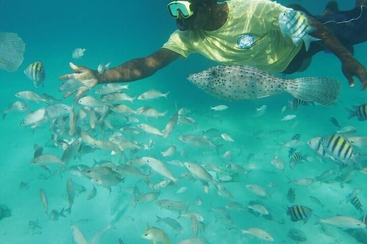 Stingray City Snorkel: Catamaran Trip to Coral Gardens & Barrier Reef photo 3