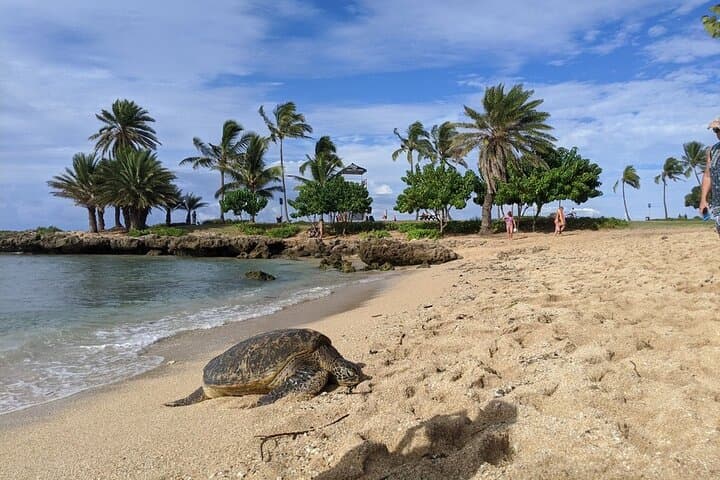 Private Oahu Circle Island Tour — Waikiki to North Shore in 8 Hours photo 4