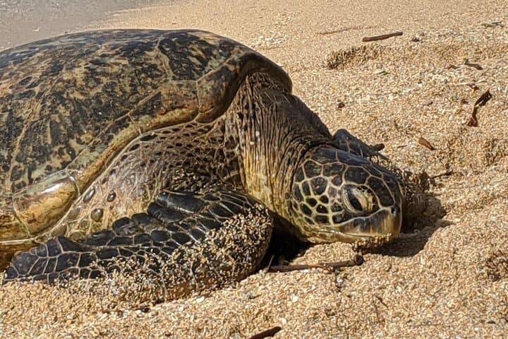 Private Oahu Circle Island Tour — Waikiki to North Shore in 8 Hours photo 5
