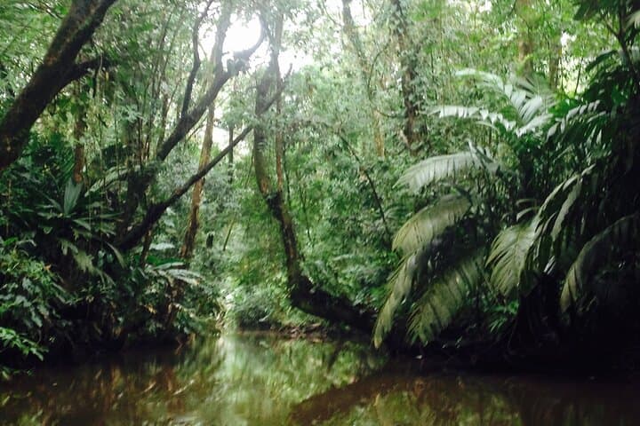 Silent Canoe Tour Through Tortuguero's Canals: Wildlife & Rainforest Views photo 5