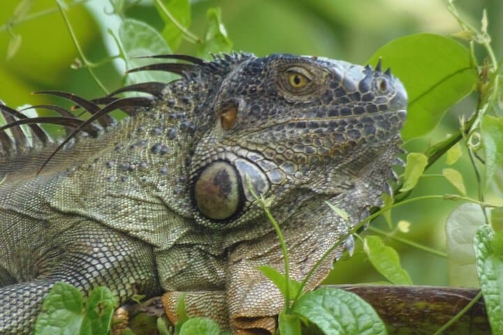 Silent Canoe Tour Through Tortuguero's Canals: Wildlife & Rainforest Views photo 4