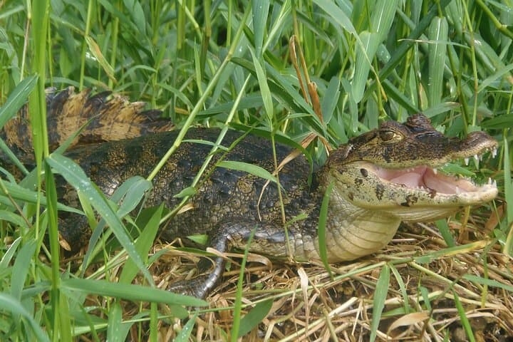 Silent Canoe Tour Through Tortuguero's Canals: Wildlife & Rainforest Views photo 2