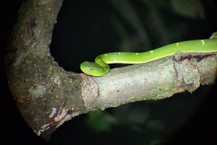 Monteverde Night Walk: Guided Nocturnal Wildlife Tour in the Cloud Forest photo 3