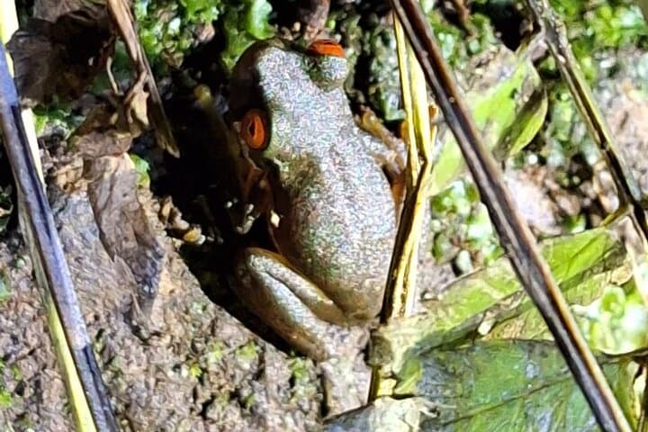 Monteverde Night Walk: Guided Nocturnal Wildlife Tour in the Cloud Forest photo 4