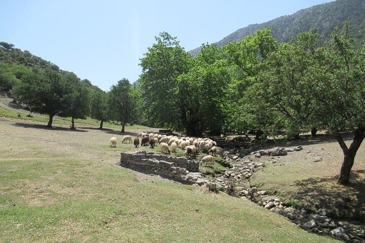 Rouvas Gorge Trek from Lake Zaros: A Private Day Hike Through Crete’s Holly Forest photo 3