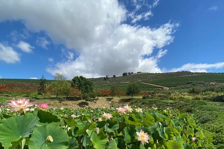 Wineland Without Wine: Stellenbosch Food, Cheese & Chocolate Tour photo 5