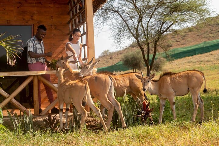 Private Day Tour: Serval Wildlife Encounters & Kikuletwa (Chemka) Hot Springs from Arusha photo 1