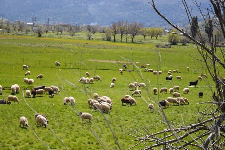 Jeep Safari to Lasithi Plateau: Olive Oil Mill, Eco Park & Kera Monastery