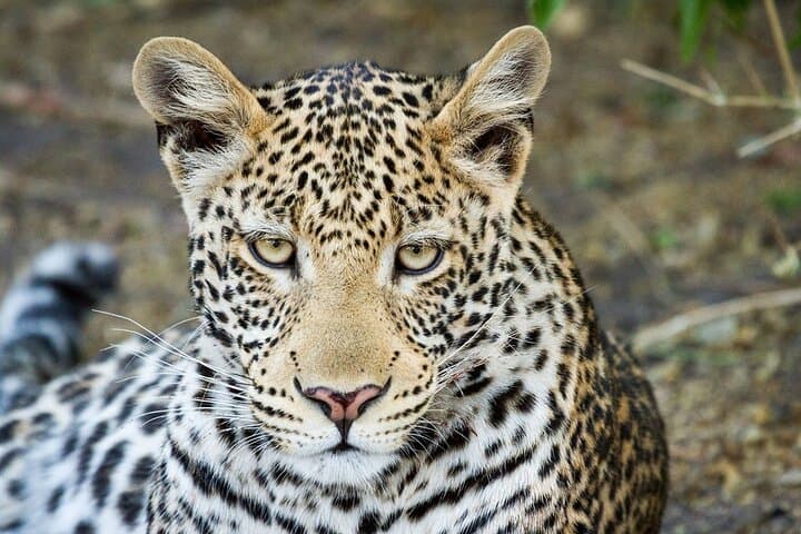 Private Full-Day Chobe Safari: Game Drive & River Cruise from Livingstone photo 2