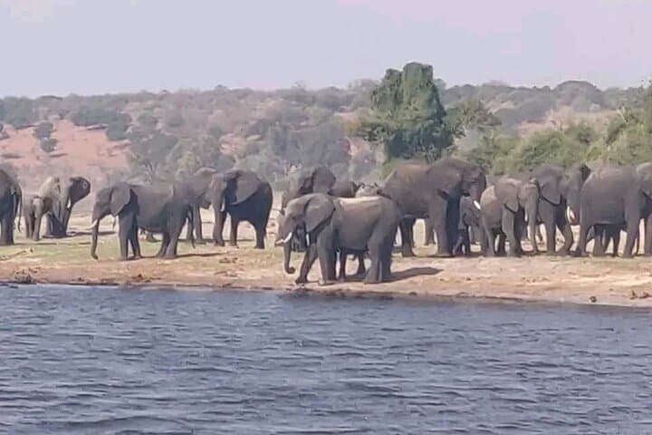 Private Full-Day Chobe Safari: Game Drive & River Cruise from Livingstone photo 5