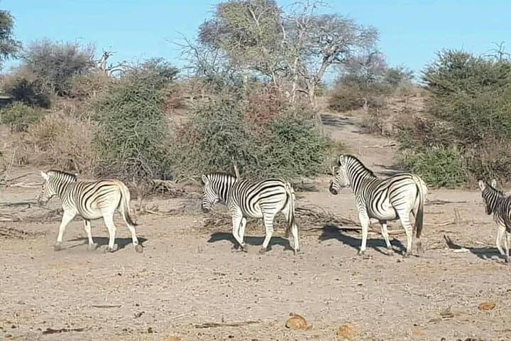 Private Full-Day Chobe Safari: Game Drive & River Cruise from Livingstone photo 6