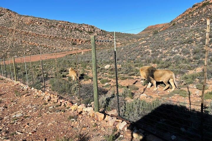 Aquila Big 5 Safari — Full-Day Private Transfer and Game Drive from Cape Town photo 4