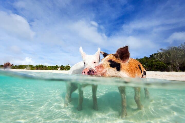 Nassau 3-Island Snorkel: Swimming Pigs, Turtles & Lunch aboard a 40ft Powerboat photo 2
