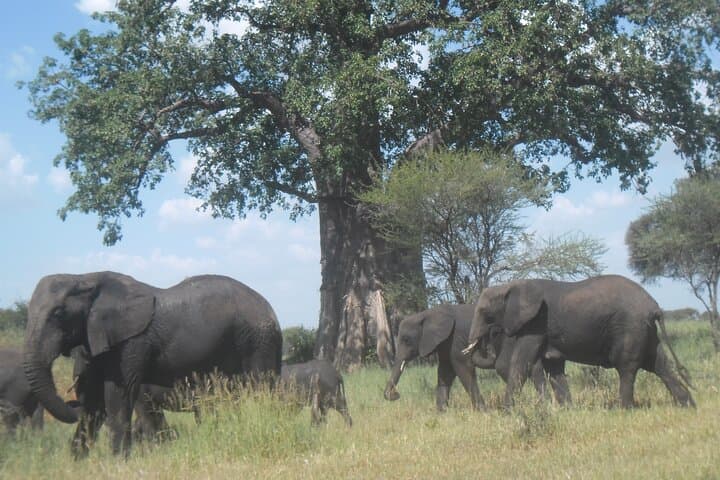 Private Tarangire Day Safari: Elephants, Tree‑Climbing Lions & Practical Game‑Drive Tips photo 6