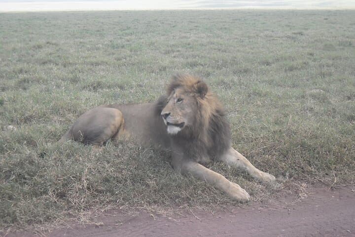 Private Ngorongoro Crater Wildlife Safari from Arusha photo 5