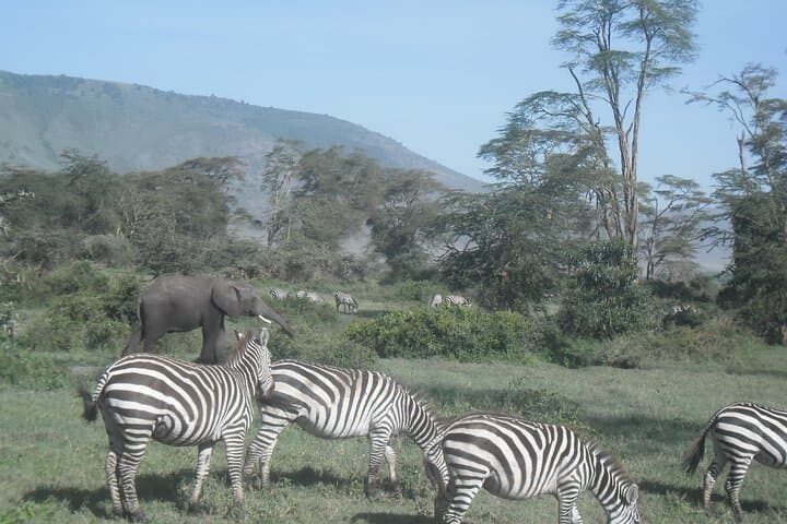 Private Ngorongoro Crater Wildlife Safari from Arusha photo 6
