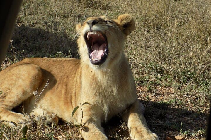 Lake Manyara Day Trip — Private Safari for Birding & Tree‑Climbing Lions