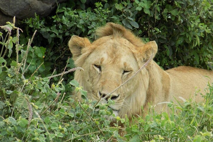 Lake Manyara Day Trip — Private Safari for Birding & Tree‑Climbing Lions photo 2