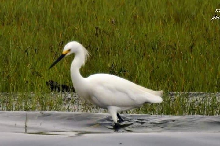 Cape May Wetlands Safari: Guided Eco-Cruise for Birding and Wildlife photo 4