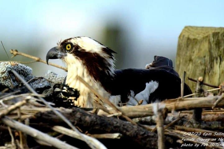 Cape May Wetlands Safari: Guided Eco-Cruise for Birding and Wildlife photo 5
