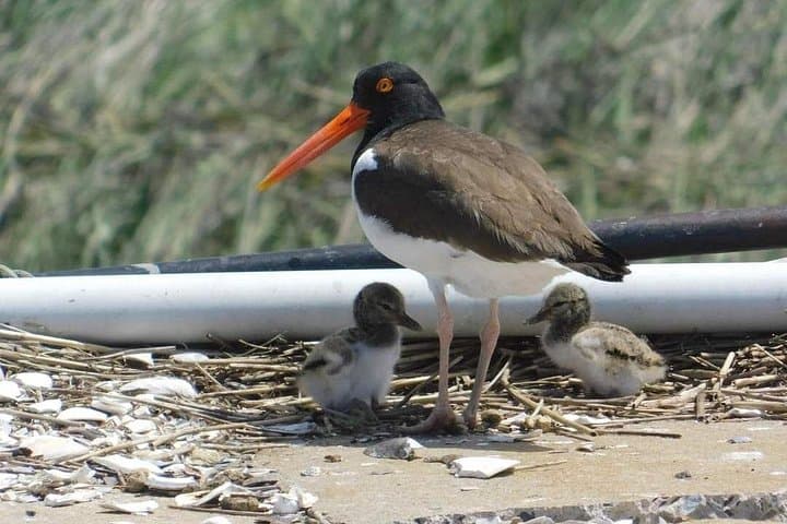 Cape May Wetlands Safari: Guided Eco-Cruise for Birding and Wildlife