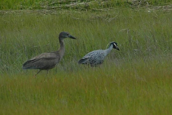 Cape May Wetlands Safari: Guided Eco-Cruise for Birding and Wildlife photo 2